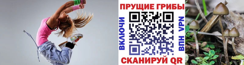 Галлюциногенные грибы Psilocybine cubensis  Будённовск 